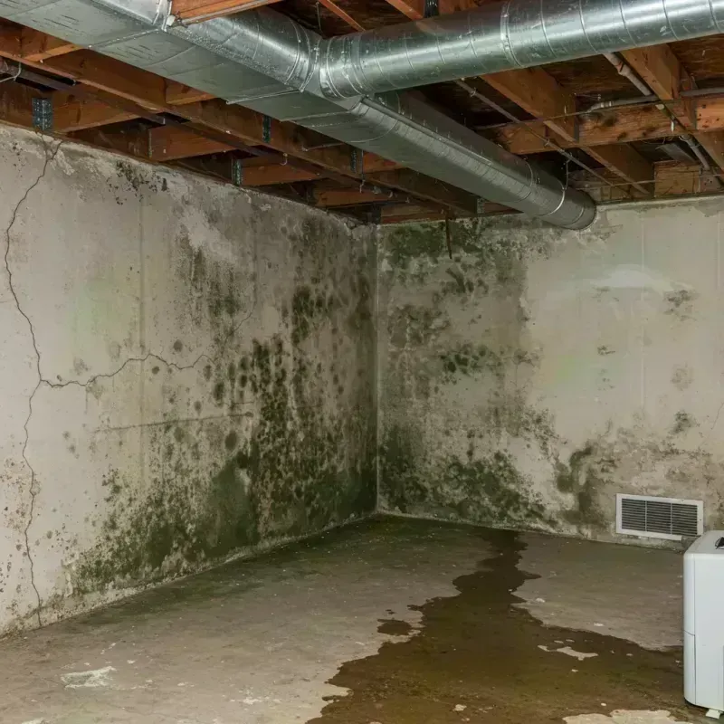 Professional Mold Removal in Princeton, WV